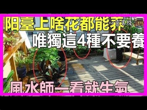 玉蘭樹風水|【玉蘭花風水】玉蘭花風水：種植與禁忌，你一定要知。